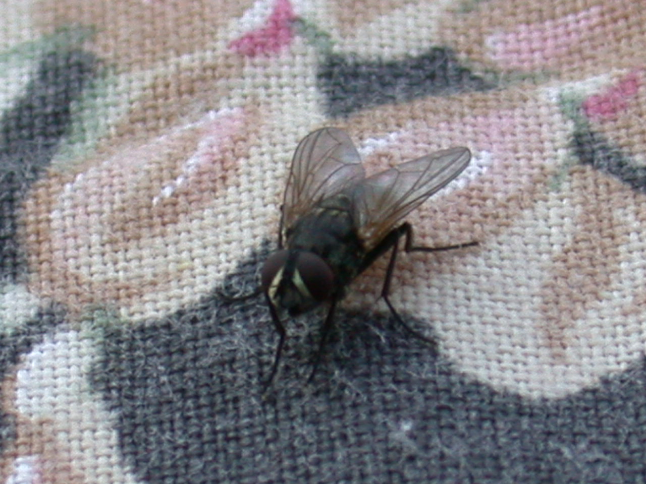 Musca domestica